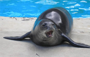 monk seal