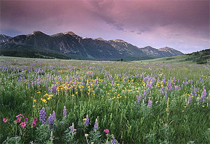 Idaho wildflowers