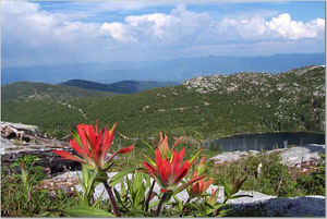 Indian Paintbrush