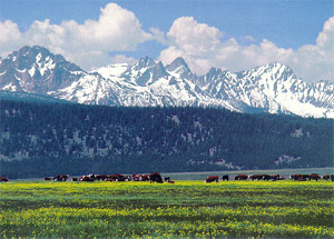 Cows with fantastic view