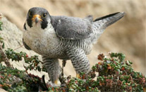 peregrine falcon