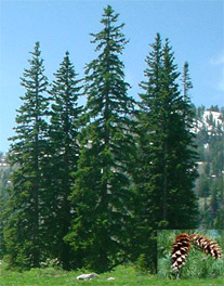 White Pines