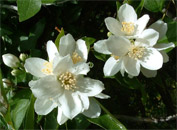 Syringa