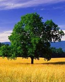 White Oak