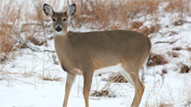 White-tailed Deer