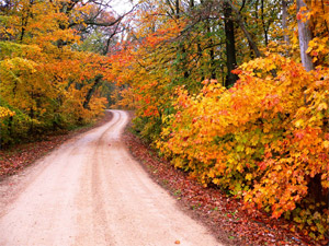 fall road in illinois