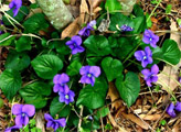 Violets