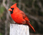 Cardinal