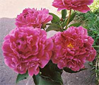 peony