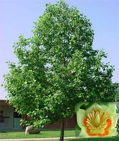 Tulip Tree