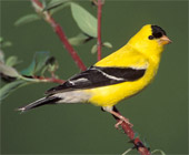 Goldfinch