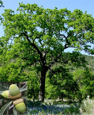 Oak Tree