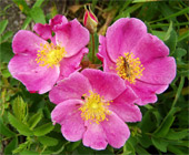 Prairie Roses