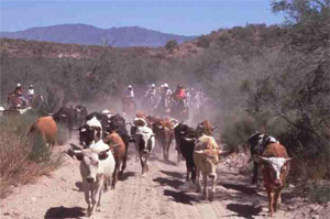 cattle drive