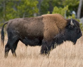 buffalo