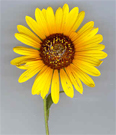 wild sunflower