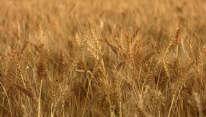 wheat field