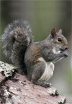 Eastern Gray Squirrel