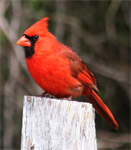 Cardinal