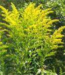 goldenrod