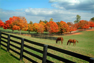kentucky horse farm in fall