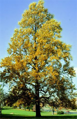 Tulip Poplar