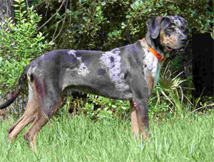 LA state dog