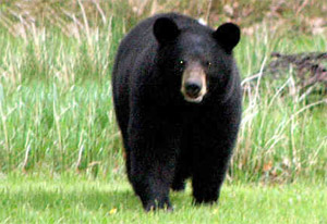 Louisiana Black Bear