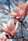 Magnolia Flowers