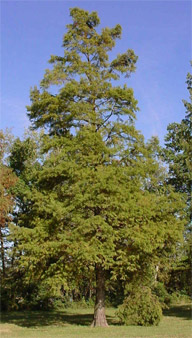 Bald Cypress Tree
