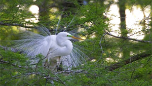 egret-Lake Martin