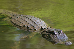 Alligator