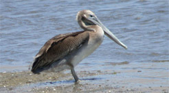 brown pelican