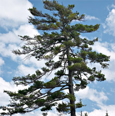 Eastern White Pine