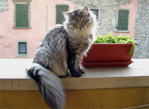 Maine Coon Cat