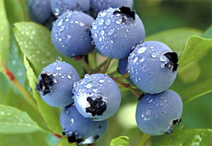 blueberries