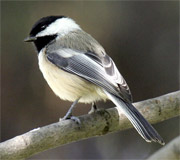chickadee