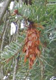 white pine cones