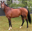 Thoroughbred