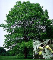 White Oak