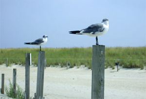 seagulls