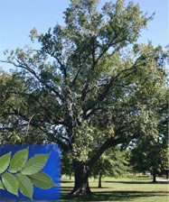 American Elm Tree
