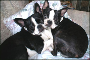 boston terriers