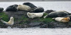 Harbor Seals