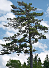 Eastern White Pine