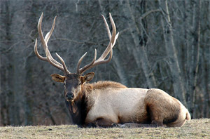 elk