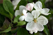 apple blossom