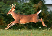 white tailed deer