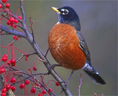 Robin