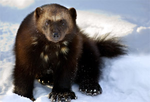wolverine